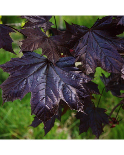 Клен гостролистий Крімсон Кінг | Acer platanoides Crimson King | Клен остролистный Кримсон Кинг