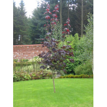 Клен гостролистий Крімсон Кінг | Acer platanoides Crimson King | Клен остролистный Кримсон Кинг