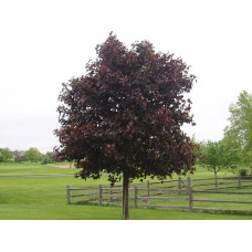 Клен гостролистий Крімсон Кінг | Acer platanoides Crimson King | Клен остролистный Кримсон Кинг