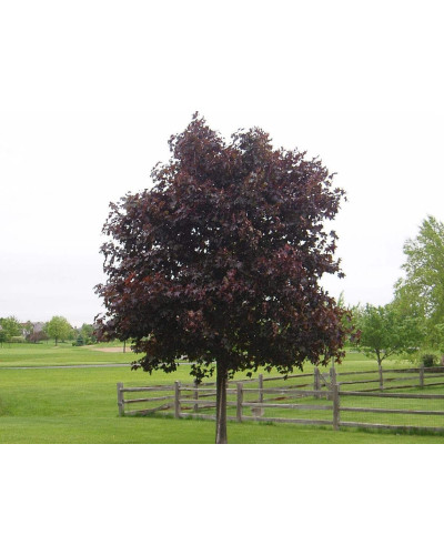 Клен гостролистий Крімсон Кінг | Acer platanoides Crimson King | Клен остролистный Кримсон Кинг