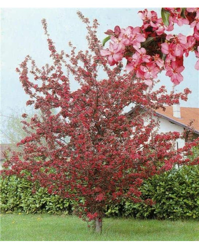 Яблуня червонолиста Роялті | Яблоня краснолистая Роялти | Malus Royalty / crab apple