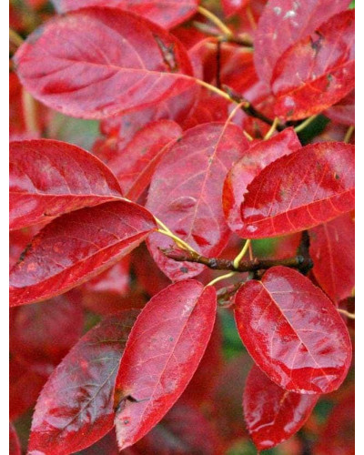 Яблуня червонолиста Роялті | Яблоня краснолистая Роялти | Malus Royalty / crab apple