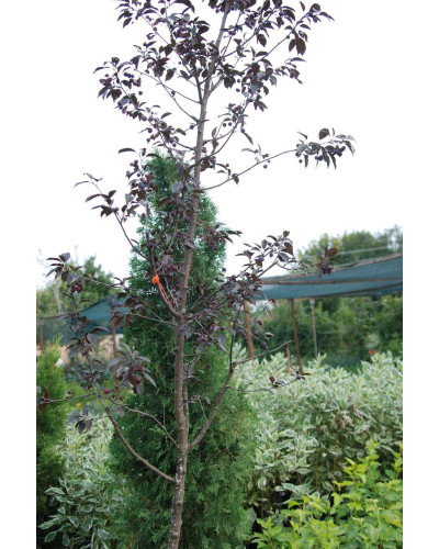 Яблуня червонолиста Роялті | Яблоня краснолистая Роялти | Malus Royalty / crab apple
