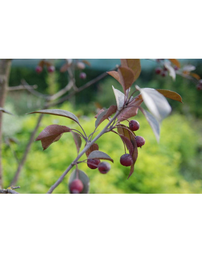 Яблуня червонолиста Роялті | Яблоня краснолистая Роялти | Malus Royalty / crab apple