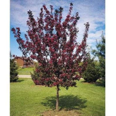 Яблуня червонолиста Роялті | Яблоня краснолистая Роялти | Malus Royalty / crab apple