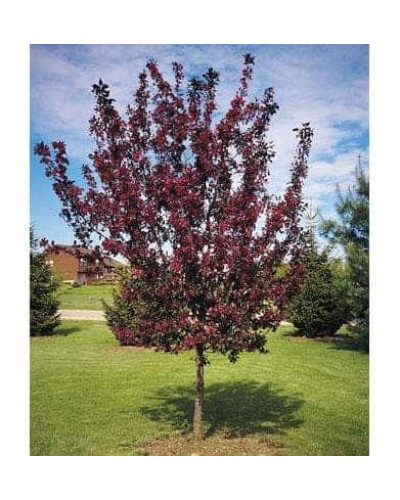 Яблуня червонолиста Роялті | Яблоня краснолистая Роялти | Malus Royalty / crab apple