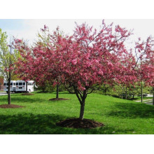 Яблуня червонолиста Роялті | Яблоня краснолистая Роялти | Malus Royalty / crab apple