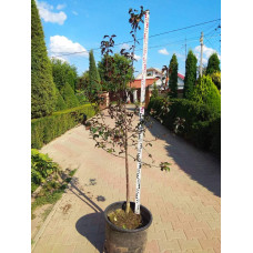 Яблуня червонолиста Роялті | Яблоня краснолистая Роялти | Malus Royalty / crab apple