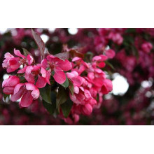 Яблуня червонолиста Роялті | Яблоня краснолистая Роялти | Malus Royalty / crab apple