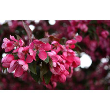 Яблуня червонолиста Роялті | Яблоня краснолистая Роялти | Malus Royalty / crab apple