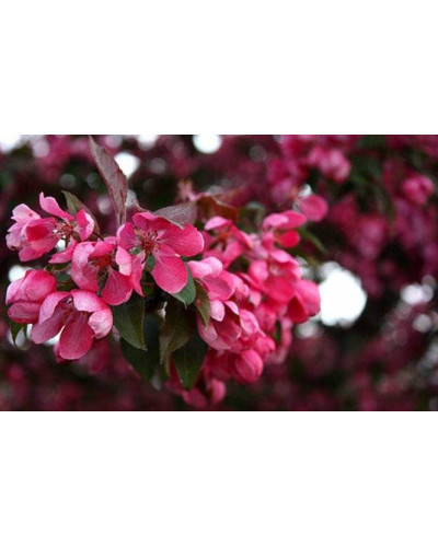 Яблуня червонолиста Роялті | Яблоня краснолистая Роялти | Malus Royalty / crab apple