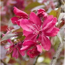 Яблуня червонолиста Роялті | Яблоня краснолистая Роялти | Malus Royalty / crab apple