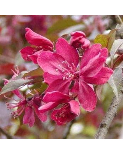 Яблуня червонолиста Роялті | Яблоня краснолистая Роялти | Malus Royalty / crab apple