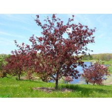 Яблуня червонолиста Роялті | Яблоня краснолистая Роялти | Malus Royalty / crab apple