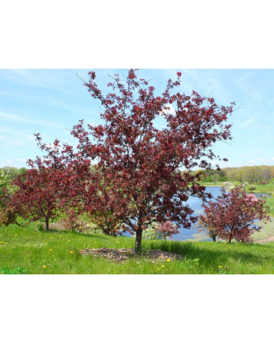 Яблуня червонолиста Роялті | Яблоня краснолистая Роялти | Malus Royalty / crab apple