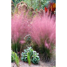 Муленбергія волосовидна `Рубі` | Muhlenbergia capillaris `Ruby` | Муленбергии волосовидной `Руби`