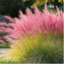 Муленбергія волосовидна `Рубі` | Muhlenbergia capillaris `Ruby` | Муленбергии волосовидной `Руби`