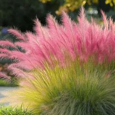Муленбергія волосовидна `Рубі` | Muhlenbergia capillaris `Ruby` | Муленбергии волосовидной `Руби`