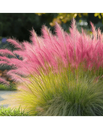 Муленбергія волосовидна `Рубі` | Muhlenbergia capillaris `Ruby` | Муленбергии волосовидной `Руби`