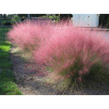 Муленбергія волосовидна `Рубі` | Muhlenbergia capillaris `Ruby` | Муленбергии волосовидной `Руби`