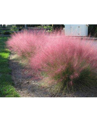 Муленбергія волосовидна `Рубі` | Muhlenbergia capillaris `Ruby` | Муленбергии волосовидной `Руби`