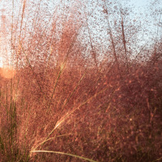 Муленбергія волосовидна `Рубі` | Muhlenbergia capillaris `Ruby` | Муленбергии волосовидной `Руби`