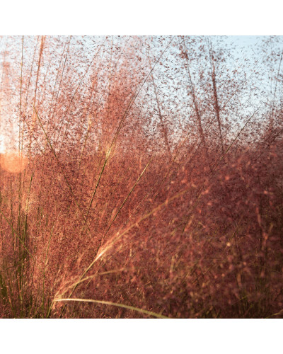 Муленбергія волосовидна `Рубі` | Muhlenbergia capillaris `Ruby` | Муленбергии волосовидной `Руби`