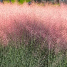 Муленбергія волосовидна `Рубі` | Muhlenbergia capillaris `Ruby` | Муленбергии волосовидной `Руби`