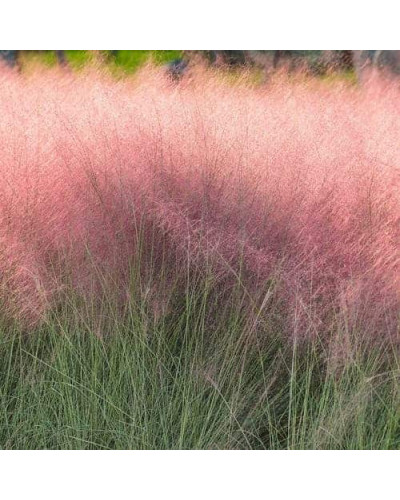 Муленбергія волосовидна `Рубі` | Muhlenbergia capillaris `Ruby` | Муленбергии волосовидной `Руби`
