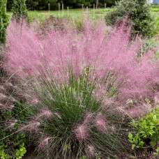 Муленбергія волосовидна `Рубі` | Muhlenbergia capillaris `Ruby` | Муленбергии волосовидной `Руби`