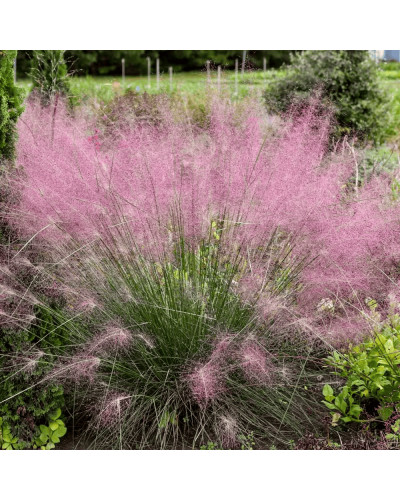 Муленбергія волосовидна `Рубі` | Muhlenbergia capillaris `Ruby` | Муленбергии волосовидной `Руби`