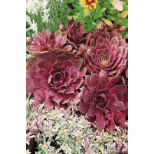 Молодило гібридне Отелло | Sempervivum hybridum Othello | Молодило гибридное Отелло