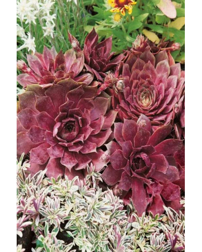Молодило гібридне Отелло | Sempervivum hybridum Othello | Молодило гибридное Отелло