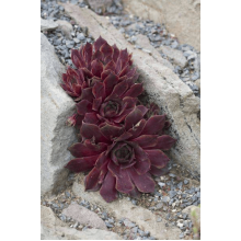 Молодило гібридне Отелло | Sempervivum hybridum Othello | Молодило гибридное Отелло