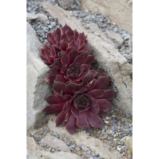 Молодило гібридне Отелло | Sempervivum hybridum Othello | Молодило гибридное Отелло