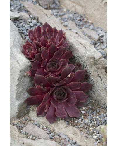 Молодило гібридне Отелло | Sempervivum hybridum Othello | Молодило гибридное Отелло