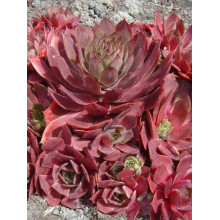 Молодило гібридне Отелло | Sempervivum hybridum Othello | Молодило гибридное Отелло