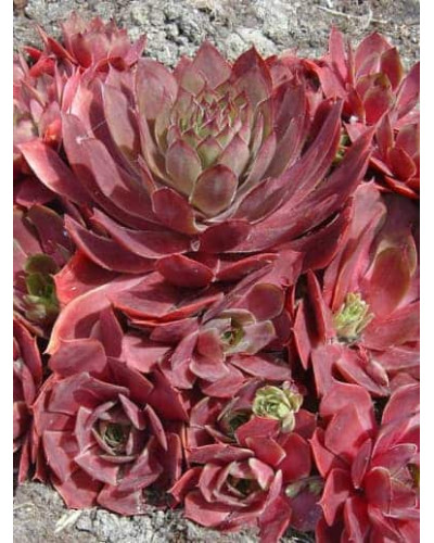 Молодило гібридне Отелло | Sempervivum hybridum Othello | Молодило гибридное Отелло