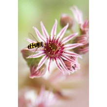 Молодило гібридне Отелло | Sempervivum hybridum Othello | Молодило гибридное Отелло
