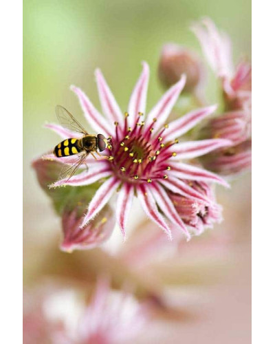 Молодило гібридне Отелло | Sempervivum hybridum Othello | Молодило гибридное Отелло