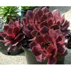 Молодило гібридне Отелло | Sempervivum hybridum Othello | Молодило гибридное Отелло