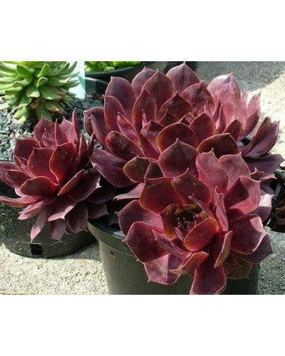 Молодило гібридне Отелло | Sempervivum hybridum Othello | Молодило гибридное Отелло