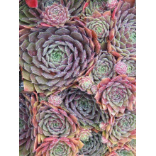 Молодило гібридне Отелло | Sempervivum hybridum Othello | Молодило гибридное Отелло