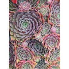 Молодило гібридне Отелло | Sempervivum hybridum Othello | Молодило гибридное Отелло