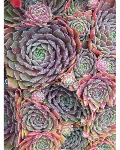 Молодило гібридне Отелло | Sempervivum hybridum Othello | Молодило гибридное Отелло