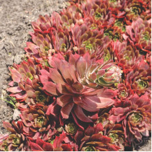 Молодило гібридне Отелло | Sempervivum hybridum Othello | Молодило гибридное Отелло