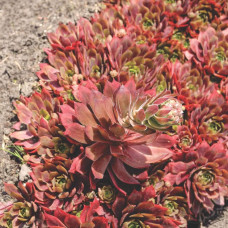 Молодило гібридне Отелло | Sempervivum hybridum Othello | Молодило гибридное Отелло