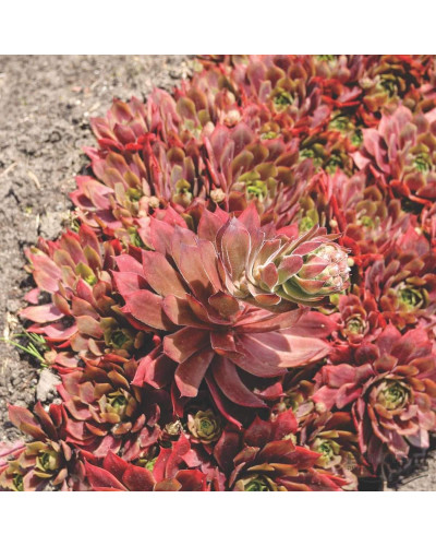Молодило гібридне Отелло | Sempervivum hybridum Othello | Молодило гибридное Отелло