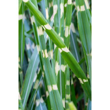 Міскантус китайський `Літл Зебра` | Miscanthus sinensis `Little Zebra` | Мискантус китайский `Литл Зебра`