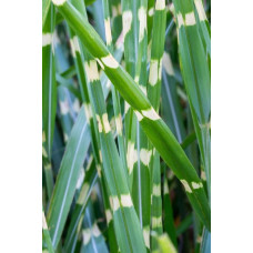 Міскантус китайський `Літл Зебра` | Miscanthus sinensis `Little Zebra` | Мискантус китайский `Литл Зебра`